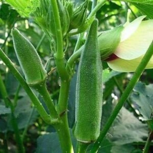 Vinayak Pesticides Okra Harsit Vegetable seeds organic