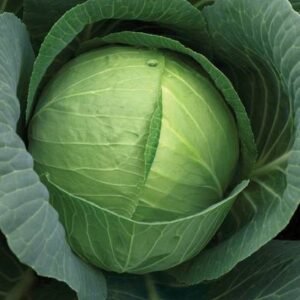 ALPINE HYBRID SEEDS Cabbage, Bandha Kobi, Band Gobhi