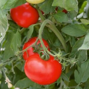 XOVO Organic Tomato F1 Seed
