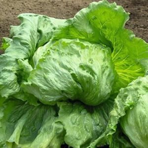 WILLVINE Lettuce Green (Ice Berg) Organic F1 Hybrid