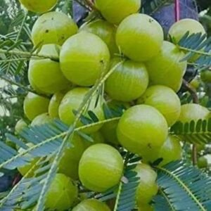 Arshiayat Amla Seeds,Amloki Organic Harbel Seeds,Indian